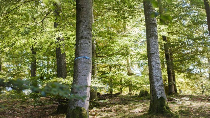 Ein freier Baum im FriedWald Hügelland ist mit einem blauen Band gekennzeichnet.