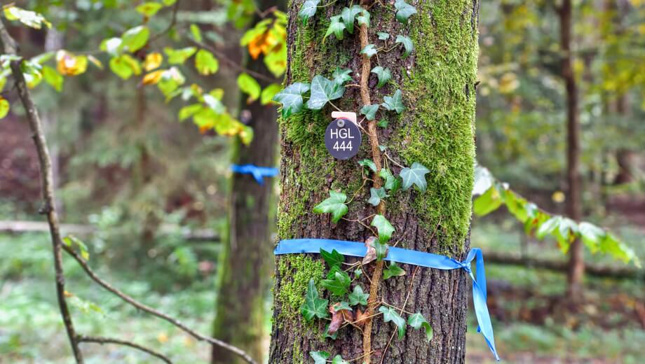 Freie Bestattungsbäume sind mit einem Band markiert und haben eine individuelle Baumnummer.